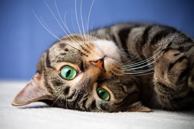 Серая кошка с зелеными глазами | Cat tshirts funny, Cats, Cute black cats