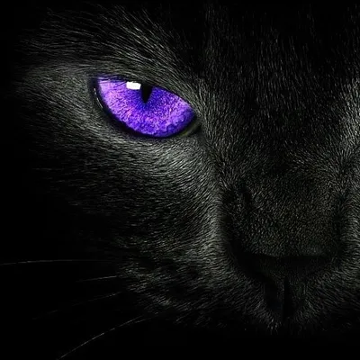 Кошка с фиолетовыми глазами - 57 фото