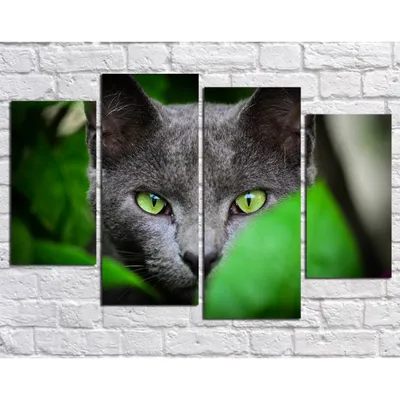 Портрет домашнего кота с зелеными глазами. Кот пушистый, серый, красивые  глаза. Портрет кота крупно Stock-Foto | Adobe Stock