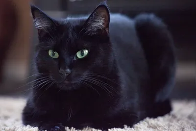 Купити Большой рыжий кот с зелеными глазами, в | Skrynya.ua