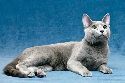 Брошь котик кошка с зелеными глазами, брошь ручной работы сухое валяние  №1192789 - купить в Украине на Crafta.ua