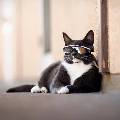 Усатый кот в очках,ссср» — создано в Шедевруме