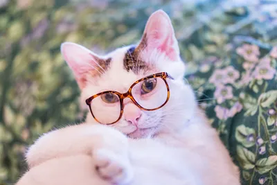 Новая звезда интернета: кот в очках - Афиша Daily