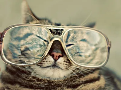 крутой кот в темных очках отдыхает на пляже, краска, солнечные очки,  животное фон картинки и Фото для бесплатной загрузки