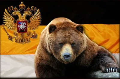 Медведь на фоне российского флага - фото и картинки abrakadabra.fun