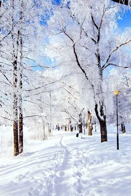 Зимние картинки на телефон на заставку скачать бесплатно (53 фото) ⋆  GifFun.ru | Winter snow wallpaper, Winter wallpaper, Free winter wallpaper