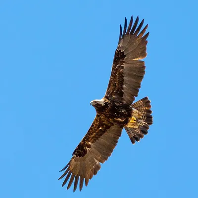 движение орла полисмена наблюдательное Стоковое Фото - изображение  насчитывающей сильно, хищник: 8995058