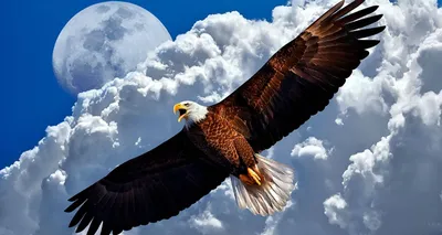 орел смотрит одним глазом, картина орла, орел, птица фон картинки и Фото  для бесплатной загрузки