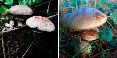 Сбор грибов - «Сбор грибов - это наша маленькая семейная традиция. А вы ели  Скользкого Джека?))) 10 секретов грибника-любителя.» | отзывы