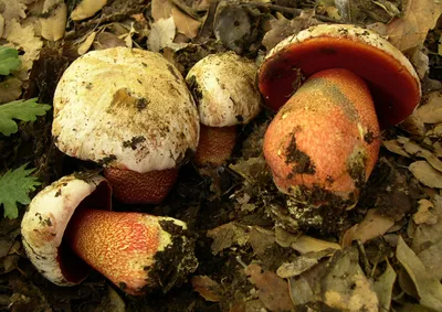 Как научиться отличать ядовитые грибы: советы профессиональных грибников.  Спорт-Экспресс
