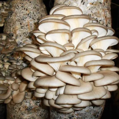 Фотокаталог грибов: Мухомор Виттадини (Amanita vittadinii)