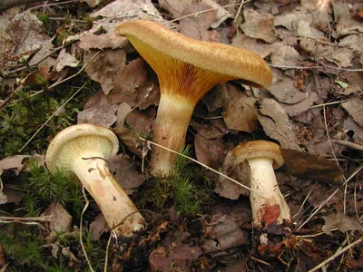 Фотокаталог грибов: Свинушка тонкая (Paxillus involutus)