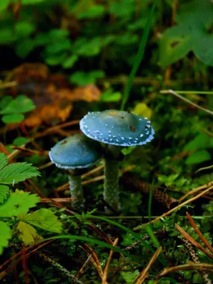 Польза грибов – зачем и сколько их нужно есть — online.ua