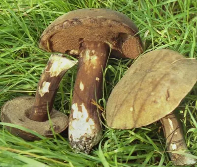 Съедобные грибы: какие можно собирать и где найти в Казахстане