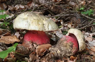 Фото грибов (на опознание и так) : Охота за грибами