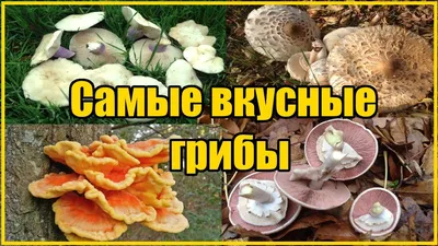 ВИДЫ ГАЛЛЮЦИНОГЕННЫХ ГРИБОВ И ИХ ОПИСАНИЯ - Михаил Вишневский