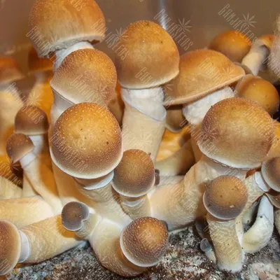 Фото грибов (на опознание и так) : Охота за грибами