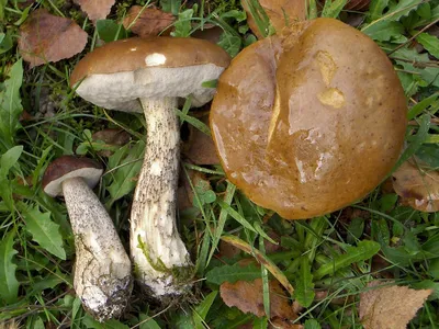 Мухомор и другие галлюциногенные грибы: отрывок из книги российского  миколога - Афиша Daily