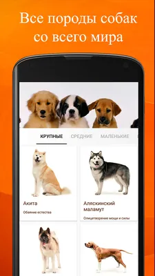 Породы собак. Описание. – скачать приложение для Android – Каталог RuStore