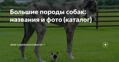 Какие есть породы собак больших (72 фото) - картинки sobakovod.club