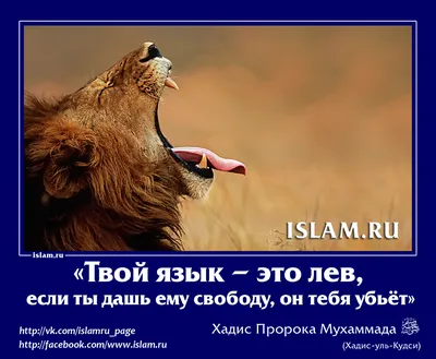 365 дней - Ислам on X: \"Хадис-кудси @day365islam #цитатокартинкимуслим  https://t.co/EYGlW65Uz1\" / X