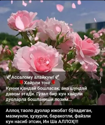 Pin by Максуда Каримова on Хайрли тонг | Plants, Flowers, Garden