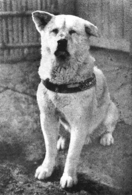 Верный пёс Хатико: символ преданности на станции Сибуя | Nippon.com