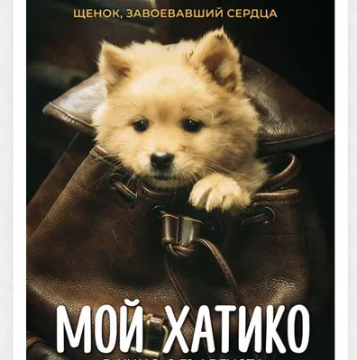 Быстрый взгляд на китайский ремейк «Хатико». «Мой хатико», новинка 2023г. |  Любитель в кино | Дзен