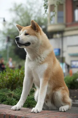 Фото: Хатико: самый верный друг (Hachiko: A Dog's Story) | Фото 10