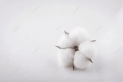 Хлопок днем на белом фоне размещен цветок хлопка И картинка для бесплатной  загрузки - Pngtree