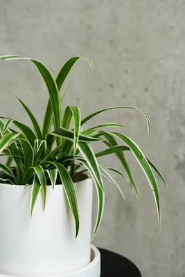 Хлорофитум хохлатый вариегатный (Chlorophytum comosum Variegatum)