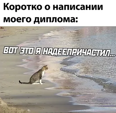 На море / трёхцветная кошка :: одесские котики :: под катом продолжение ::  котэ (прикольные картинки с кошками) / смешные картинки и другие приколы:  комиксы, гиф анимация, видео, лучший интеллектуальный юмор.