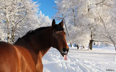 Красивая зима (60 фото)