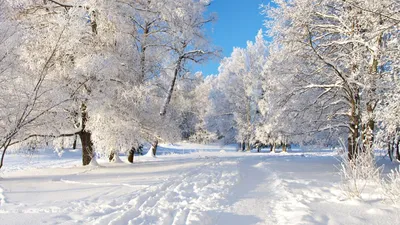 Юмор про зиму: снега, холода... | Кураж Бомбей | Дзен