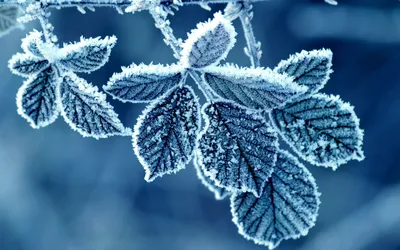Прекрасная холодная зима в высоких татрах с деревьев, покрытых снегом со  славной красочной фоном Стоковое Изображение - изображение насчитывающей  цветасто, часть: 169030147