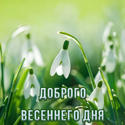 Картинка - Доброго дня весны :).