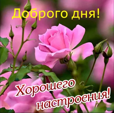 Открытка Хорошего дня, Цветы и подарки в Москве, купить по цене 60 RUB,  Открытки в Jess_eskimo с доставкой | Flowwow