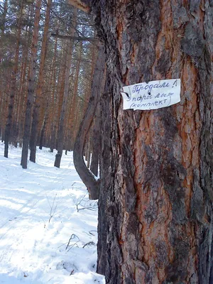 Новогодние праздники и каникулы – отличный повод отдохнуть всей семьей.  Горки, лыжи, коньки придают массу позитива и хорошего настроения.… |  Instagram