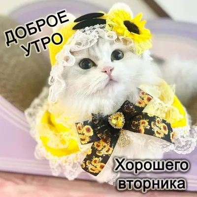 Открытки со вторником красивые скачать бесплатно