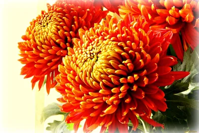 Обои Цветы Хризантемы, обои для рабочего стола, фотографии цветы, хризантемы,  хризантема, оранжевый Обои для рабочего стола, скачать обои картинки  заставки на рабочий стол.