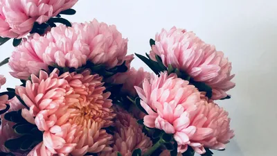 Обои хризантемы, цветы, букет, розовый картинки на рабочий стол, фото  скачать бесплатно