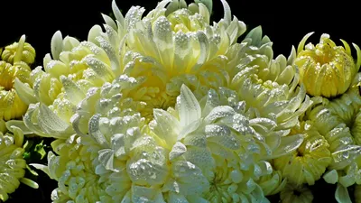 Красивые яркие осенние цветы хризантемы - обои для рабочего стола,  картинки, фото