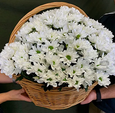 Купить хризантемы разных цветов с доставкой по Санкт-Петербурге