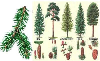 Хвойные деревья: описание видов с фото и названиями