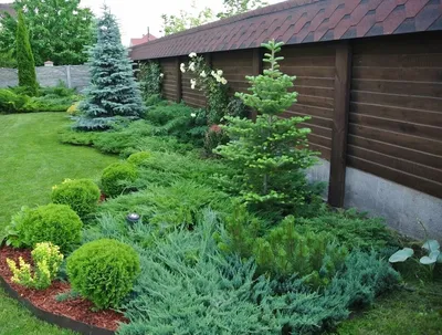 Хвойные деревья — GreenDesign — plante pentru fiecare grădină și gust!