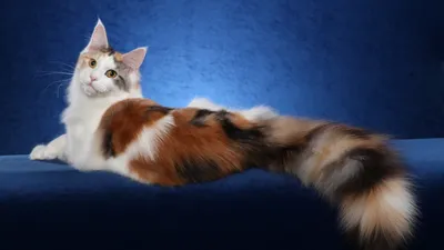😻Самые красивые кошачьи хвосты: фото 16 очаровательных хвостиков | Нос,  хвост, лапы | Дзен