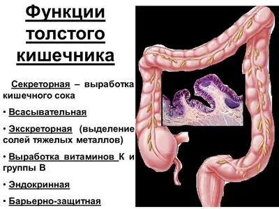 Атония кишечника: симптомы, причины и как лечить болезнь | Как вылечить,  что делать - лечение атонии кишечника в клинике «Наран»