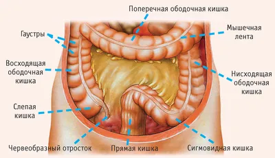 Толстый кишечник. | Медицина человека | Дзен