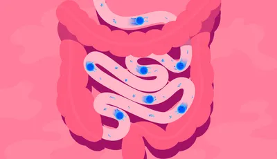 кишечник 3d иллюстрация анатомия пищеварительной системы человека  Иллюстрация штока - иллюстрации насчитывающей иллюстрация, двоеточие:  215876357