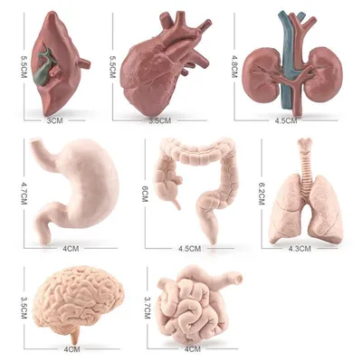 Анатомия - кишечник человека 3D Модель $9 - .unknown .blend .fbx .obj -  Free3D